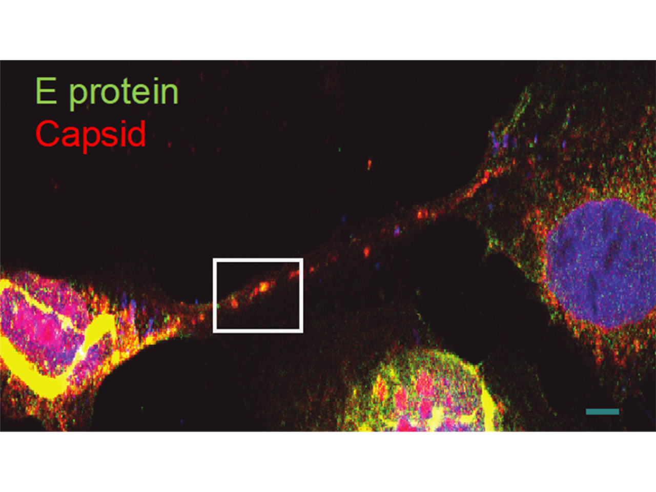<p>A team of researchers from Penn State and Baylor College of Medicine found that the Zika virus builds tiny tunnels, called tunneling nanotubes, to stealthily transport material needed to infect nearby cells, including in placental cells — which is one way the virus transmits from mother to fetus during pregnancy. The team also demonstrated, for the first time, that one specific Zika protein is responsible for the formation of the nanotubes.</p>