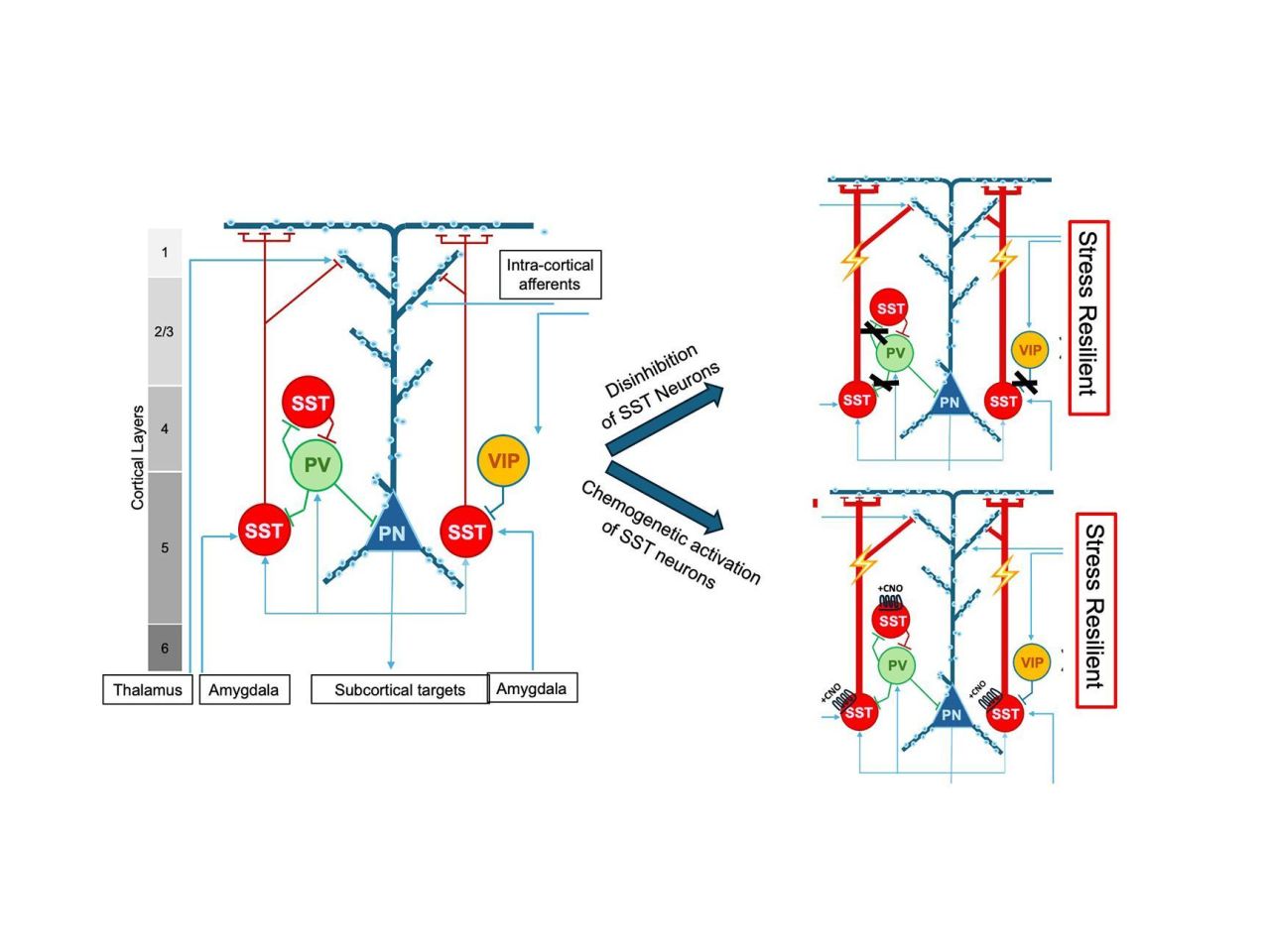<p>New studies by researchers at Penn State show that subtle activation of a small subset of neurons in one region of the brain can make male mice resilient to, and even reverse, the detrimental effects of chronic stress and that the changes involved are highly sex-specific.</p>