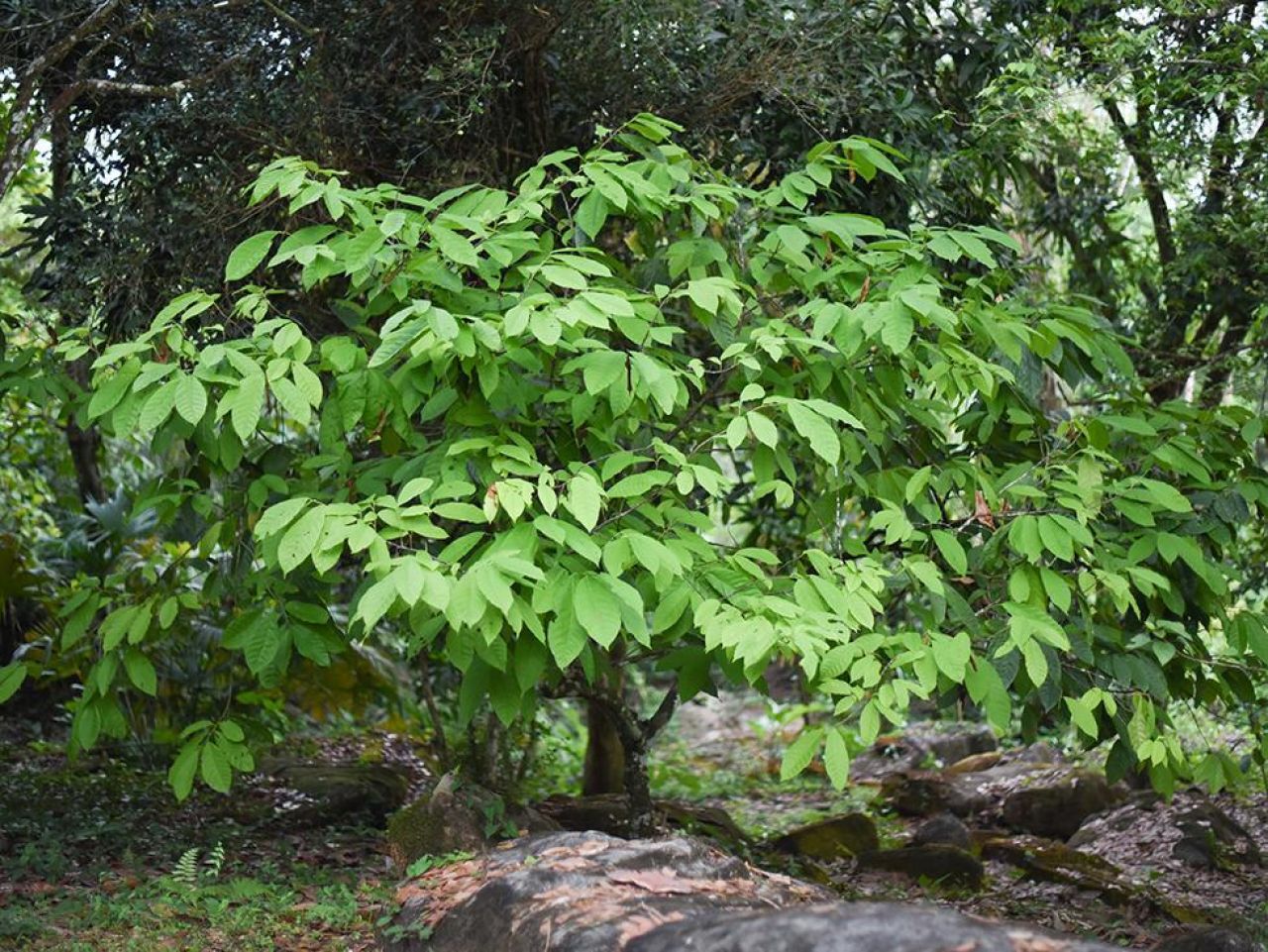 <p>Cacao, the chocolate tree, is one of the world’s most important economic crops, generating hundreds of billions of dollars annually. However, cocoa is affected by a range of pests and diseases, with some estimates putting losses as high as 30% to 40% of global production. Now, a team led by researchers at Penn State has created a genetic information resource to help plant breeders develop resistant strains of cacao that can be grown sustainably in its native Amazon and<em> </em>elsewhere, such as the tropical latitudes of Central and South America, the Caribbean, Africa and Asia.</p>