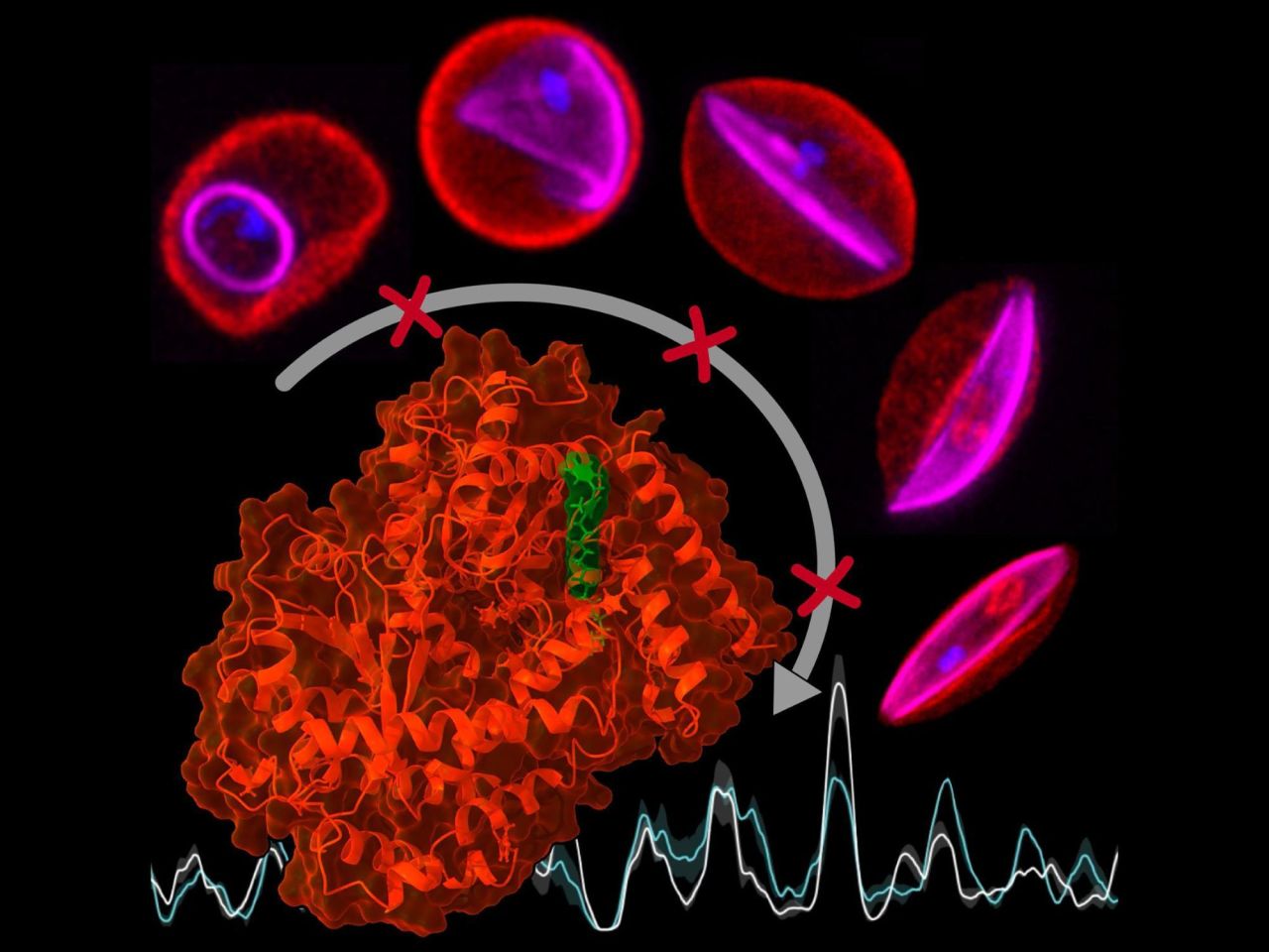 <p>A new study, by a multinational team of researchers, including Penn State scientists, has gained critical insights into these regulatory control mechanisms in Plasmodium falciparum, the deadliest of the malaria parasites. The findings provide new opportunities for the development of therapeutic approaches against a disease that affects millions of people worldwide every year, according to the research team.</p>