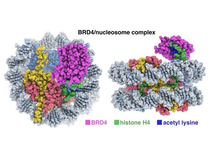 Cancer-linked protein binds to chromosome in unexpected way, study finds
