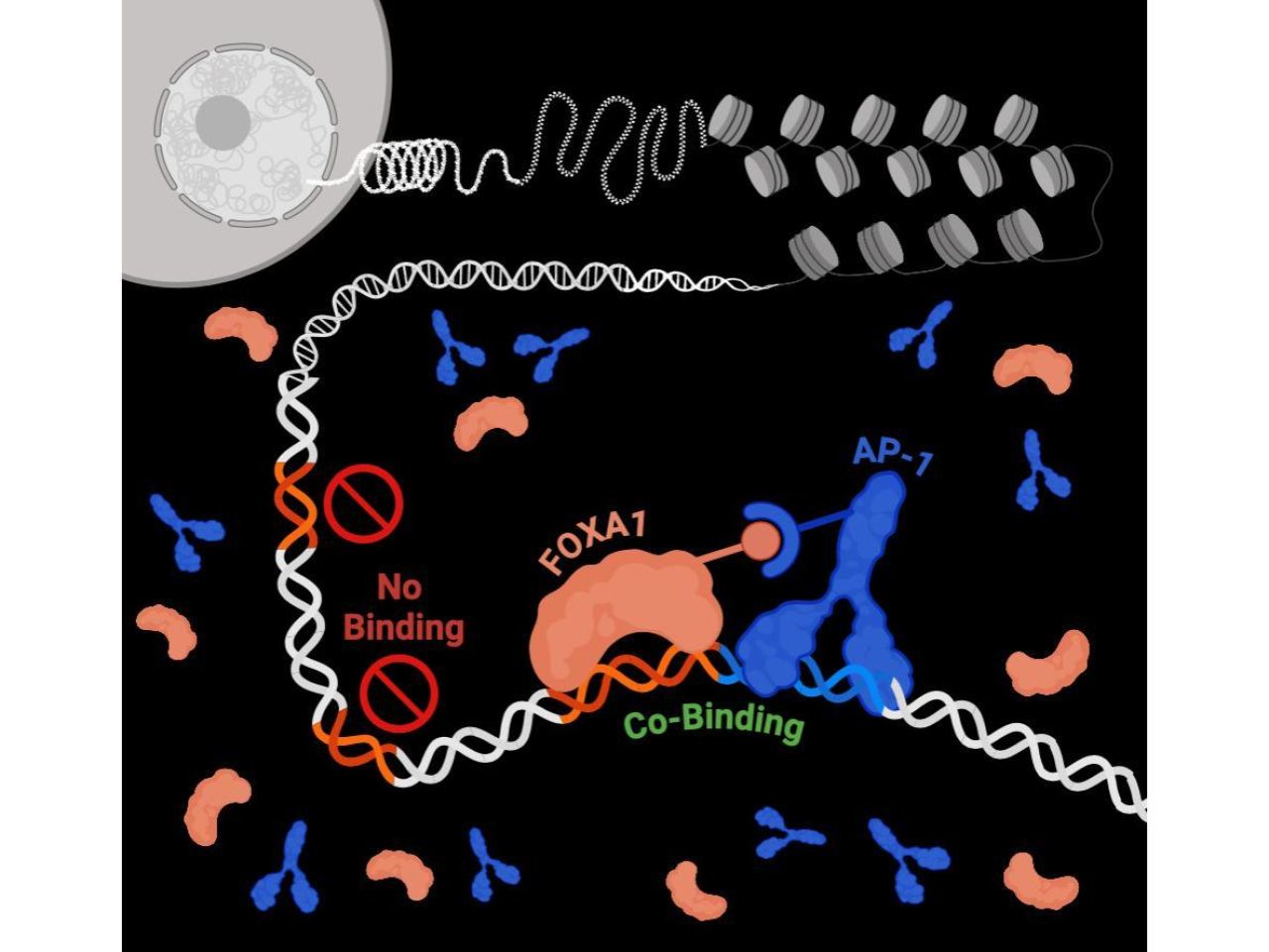 <p>A new experimental method allows researchers to dissect how certain proteins, called pioneer factors, can bind to selective regions of the genome that are inaccessible to other DNA binding proteins. The approach was developed by a team of researchers at Penn State.</p>