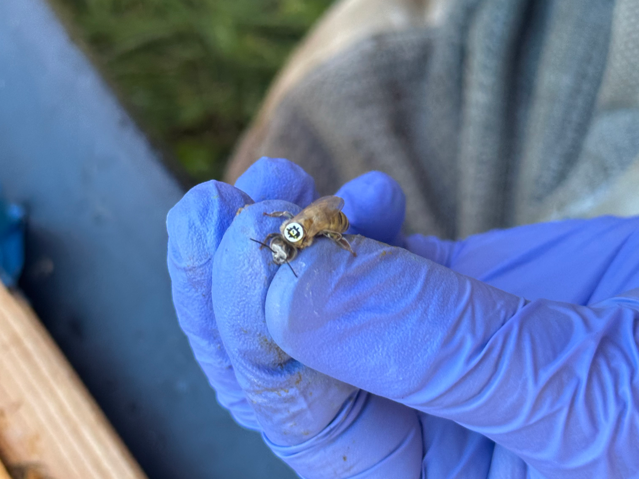 <p>Several hundred bees in rural Pennsylvania and rural New York are sporting tiny QR codes on their backs to track when they go in and out of their hives. The work, a collaboration among entomologists and electrical engineers at Penn State, is the first step in solving a long-standing mystery of how far bees travel from their hives to collect pollen and nectar. </p>