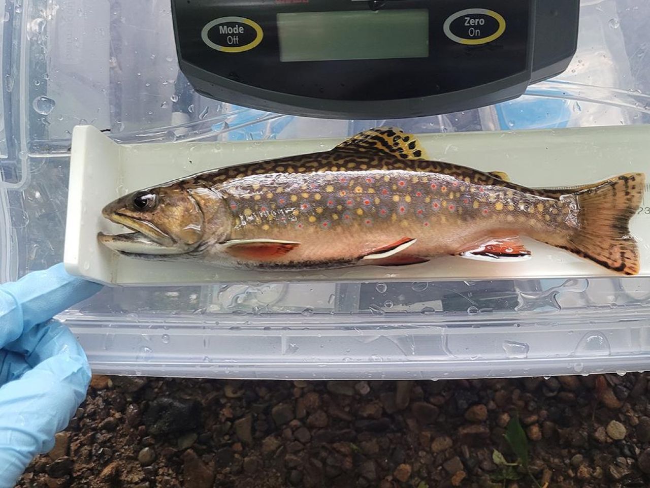 <p>Brook trout may have a genetic trick up their scales when it comes to adapting, with limitations, to heatwaves that threaten their existence. A novel study led by researchers at Penn State suggests that brook trout — an iconic coldwater fish species native to streams and lakes in the eastern United States and Canada — are capable of mounting a protective genetic response to thermal stress that can be passed on from one generation to the next. </p>