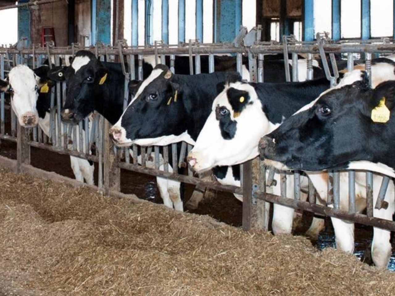 <p>Despite U.S. per capita-milk consumption falling significantly in recent decades, according to the U.S. Department of Agricultural, Americans are consuming a record amount of dairy in butter and cheese — products made from milk fat. In a new study, a team led by researchers at Penn State demonstrated that supplementing dairy cattle feed with 15% whole cottonseed, a byproduct of processing cotton for fiber, can increase milk fat concentration and yield. </p>