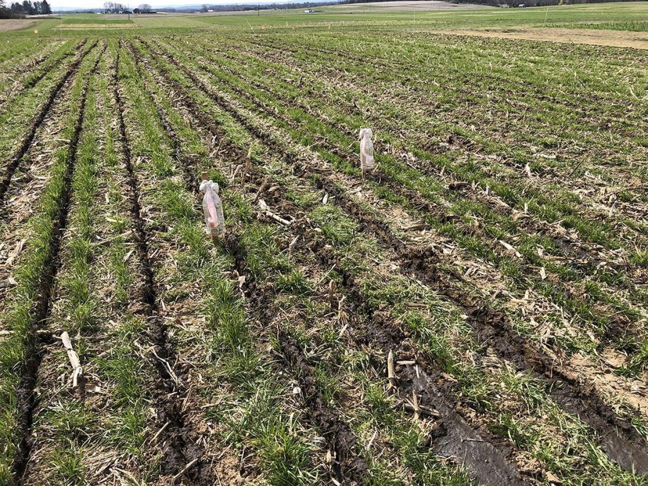 <p>To better guide farmers managing nitrogen in the soil, a team of Penn State agricultural scientists conducted a new study on dairy manure management strategies for ecosystem services in no-till crop systems. In findings recently published in Agronomy Journal, they report a new strategy that achieves multiple conservation goals while maintaining corn yield: injecting manure into a growing cover crop in early spring.</p>