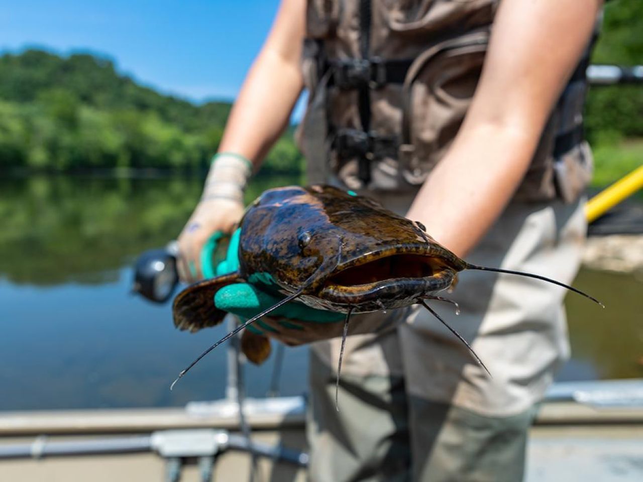 <p>Flathead catfish — native to the Mississippi River basin — were first detected in the Susquehanna River in Pennsylvania in 2002, according to the U.S. Geological Survey. In the two decades since then, the invasive species has spread throughout the river basin. The impact of the large predator on the waterway’s food webs and ecology was unknown, but now a team including researchers from Penn State is beginning to understand what Susquehanna flatheads are eating and how their presence is affecting native aquatic species in the river.</p>