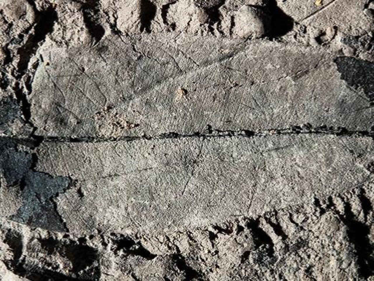 <p>For the first time, scientists have discovered fossils of a living, endangered tropical tree in Borneo, revealing that Asia’s rainforests have sheltered these ancient giants for millions of years and highlighting the need for their conservation. The team was led by researchers at Penn State.</p>