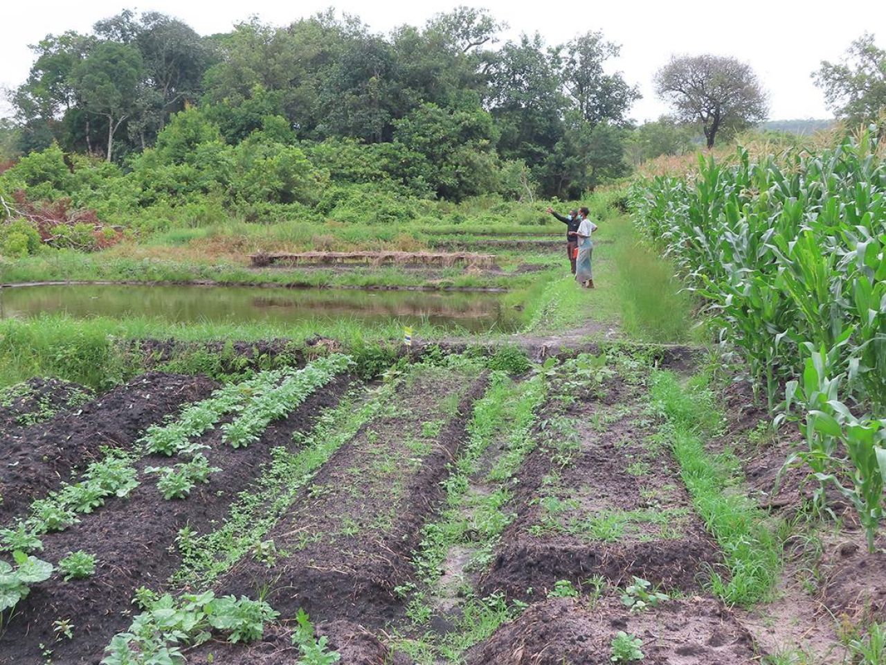 <p>Although aquaculture, fish farming, is believed to have been practiced for thousands of years in Asia, the approach is relatively new in Africa, which is facing a “fish deficit” that contributes to a lack of protein in the diets of the populace, according to the international nonprofit WorldFish. To help accelerate fish farming in northern Zambia, a team led by researchers at Penn State investigated local integrated agriculture-aquaculture practices — meaning their management of agricultural resources to supply essential inputs for feeding fish — adopted by farmers.</p>