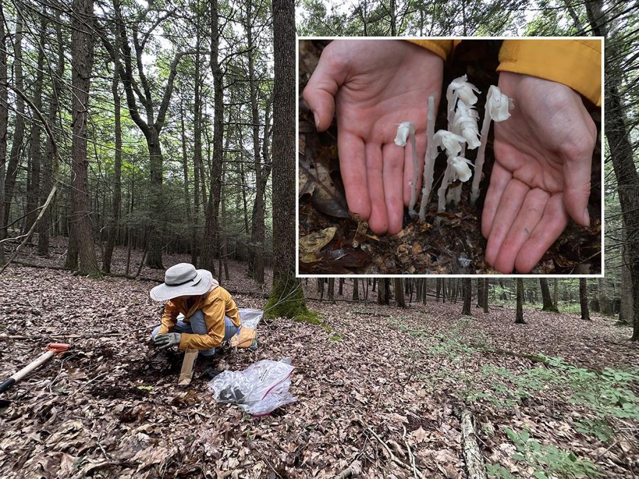 <p>Despite a long history of traditional medicinal use in the United States, the collection, consumption and efficacy of the peculiar forest plant aptly named ghost pipe, scientific name Monotropa uniflora, remains a mystery. Now, with social media and the internet driving a resurgence in the harvest and economic trade of the parasitic species — which appears strangely white because it is devoid of chlorophyl — a research team from Penn State has taken the first step toward documenting its new status.</p>