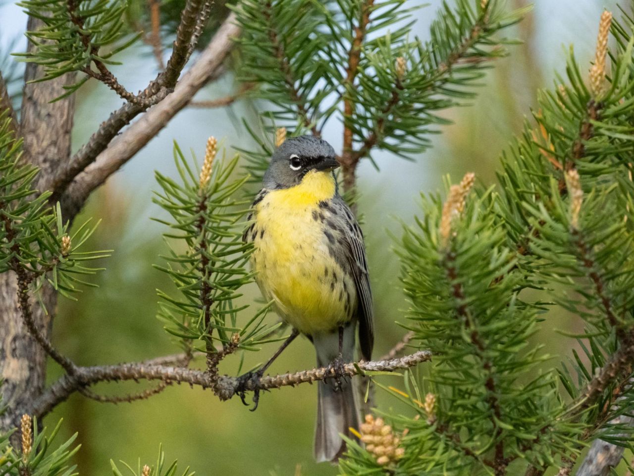 <p>The genome of a once-endangered songbird shows extensive signs of inbreeding, according to a new study by Penn State researchers. Because inbreeding can negatively impact survival and reproduction, the results could guide continuing conservation efforts for Kirtland’s warblers.</p>
