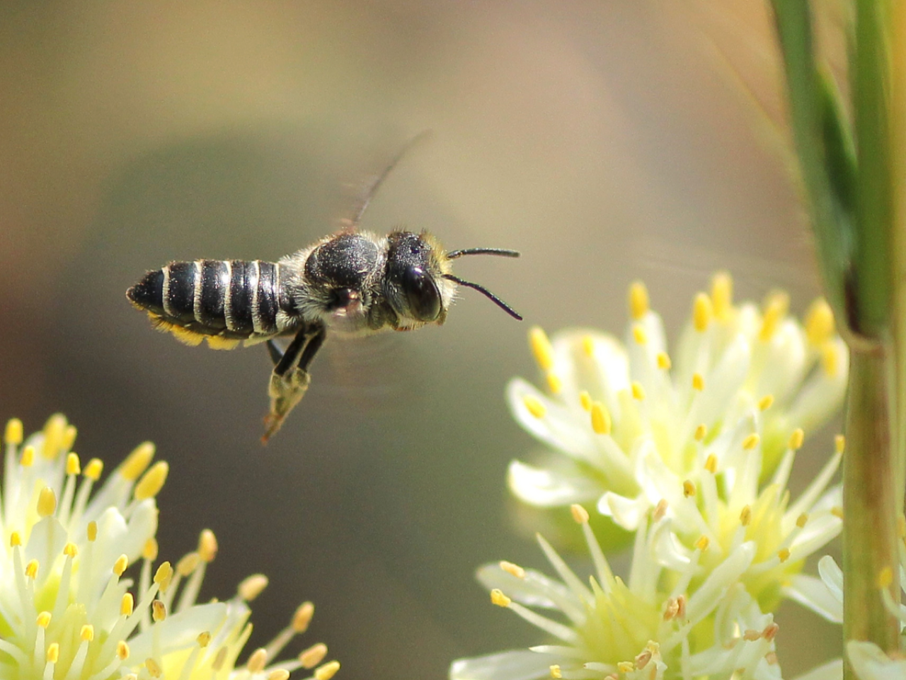 <p>Different species of bees may be attracted to different flower traits when it comes to deciding where they’re going to get their next meal, according to a recent study led by researchers at Penn State.</p>