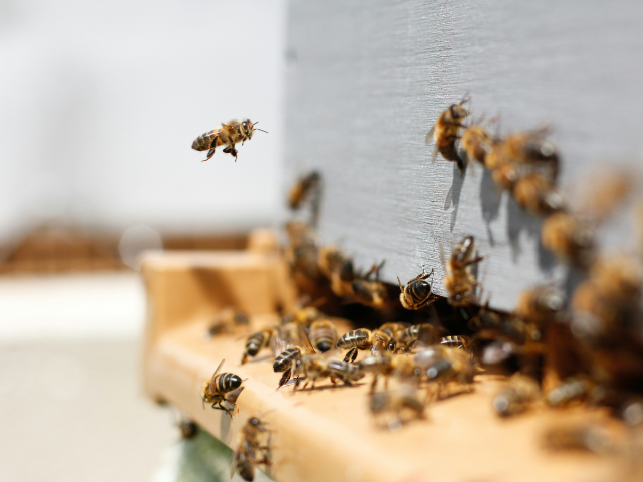<p>Honey bees may play a role in increasing virus levels in wild bumble bees each spring, according to researchers at Penn State who analyzed seasonal trends of parasite and virus transmission in bees. </p>
