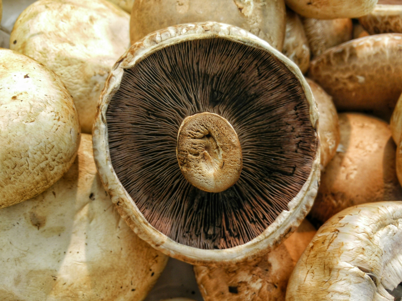 <p>Microorganisms collected from the material in which button mushrooms are grown may benefit the development of future fungi crops, according to a study led by researchers in Penn State’s College of Agricultural Sciences.</p>