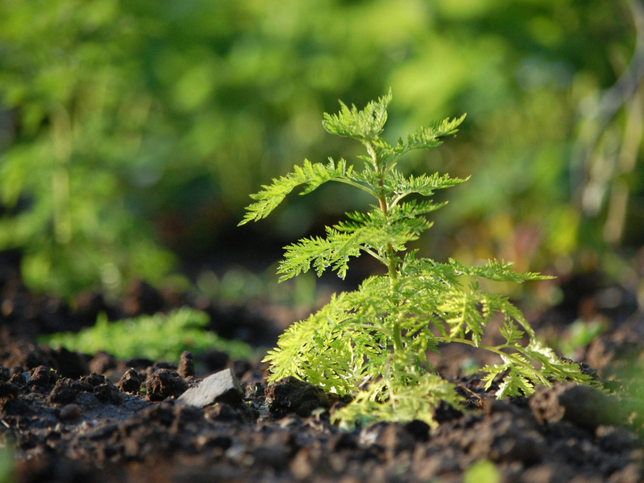 <p>A compound found in African wormwood — a plant used medicinally for thousands of years to treat many types of illness — could be effective against tuberculosis, according to a new study by researchers at Penn State.</p>