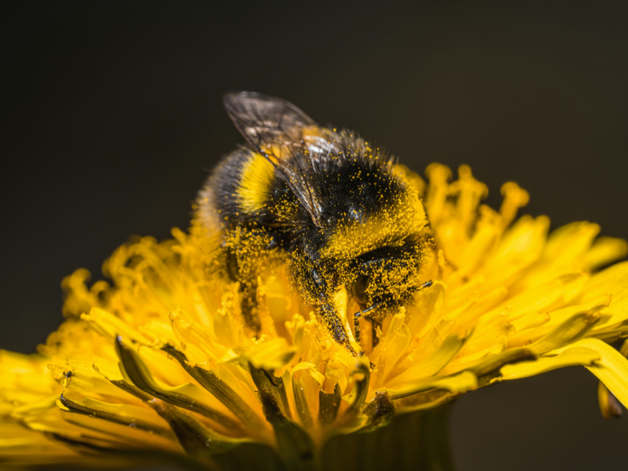 <p>Honey bees are not native to the U.S., leading to concerns that managed honey bee populations might negatively impact wild bees. However, a Penn State research team found that of the 33 genera of native bees studied, only a small number seemed to be negatively affected by the presence of honey bees.</p>