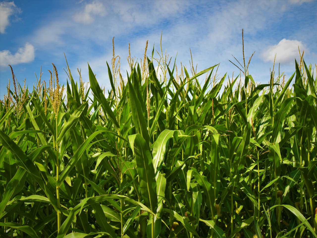 <p>Insecticides may help growers hoping to protect their crops from harmful insects, but they also may contribute to a larger amount of some weeds, according to a study led by researchers at Penn State.</p>