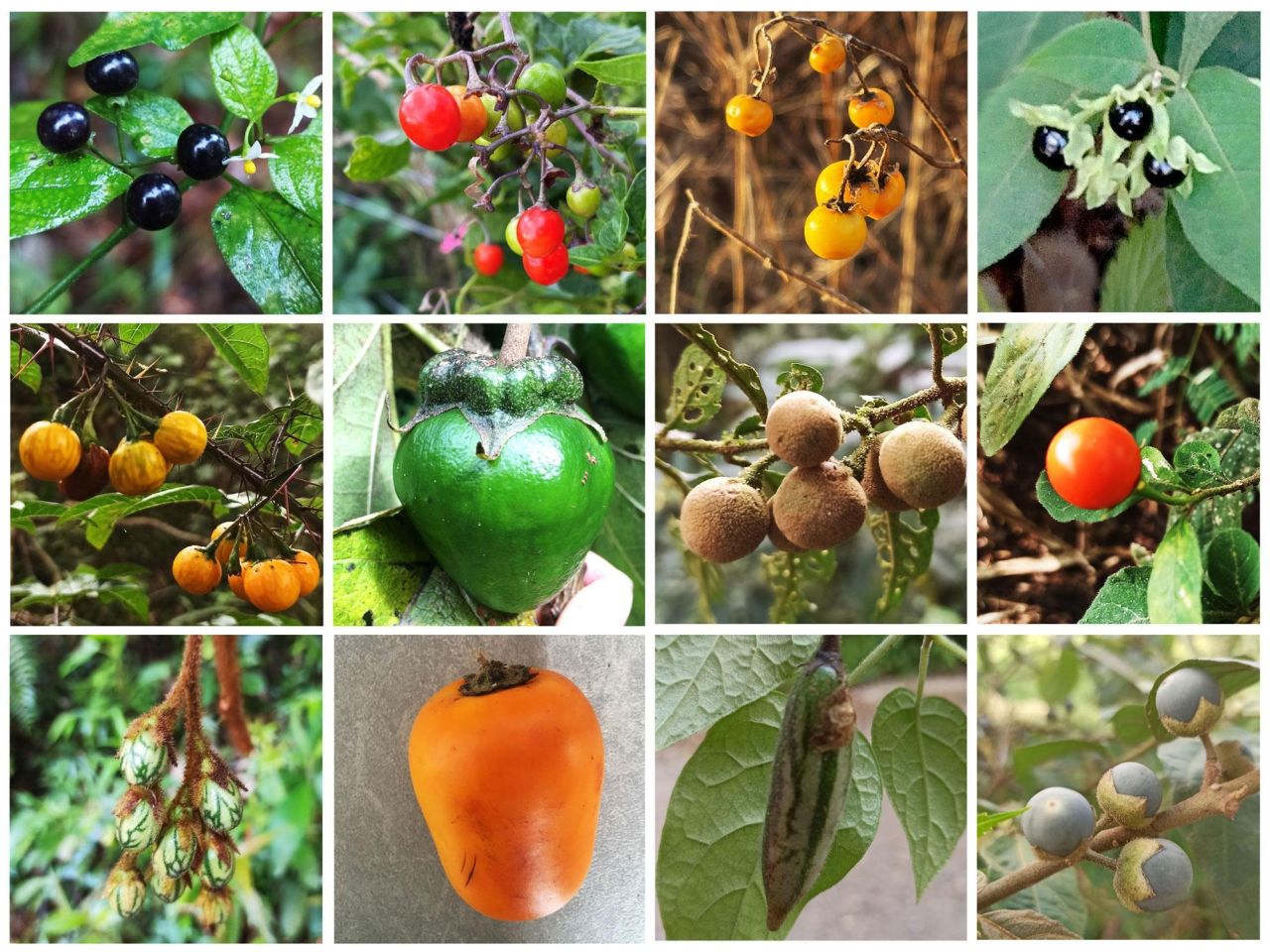 <p>A new family tree of the plant genus Solanum — which includes potatoes, tomatoes and eggplants — helps explain the striking diversity of their fruit color and size. An international team led by researchers at Penn State developed the improved tree and published the work in the journal New Phytologist. </p>