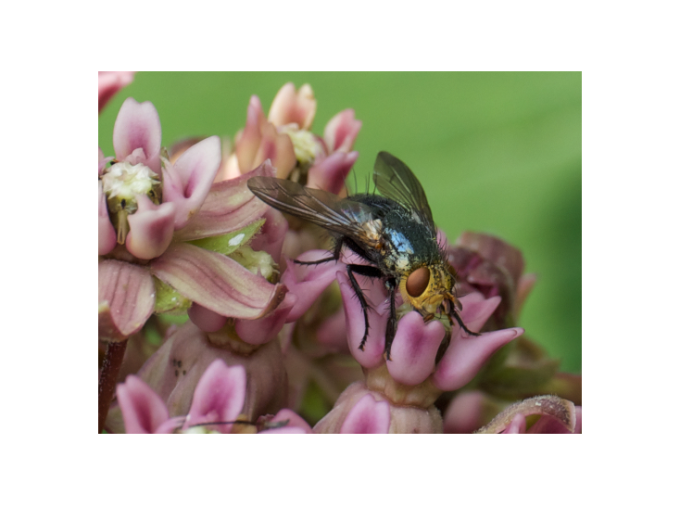 <p>Despite their reputation as buzzing nuisances, flies serve a critical role as some of the Earth’s most prolific pollinators — and new research led by Penn State scientists suggests they are increasingly at risk due to rising global temperatures.</p>