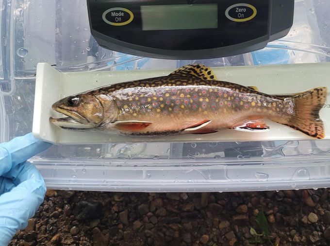 <p>Brook trout may have a genetic trick up their scales when it comes to adapting, with limitations, to heatwaves that threaten their existence. A novel study led by researchers at Penn State suggests that brook trout — an iconic coldwater fish species native to streams and lakes in the eastern United States and Canada — are capable of mounting a protective genetic response to thermal stress that can be passed on from one generation to the next. </p>