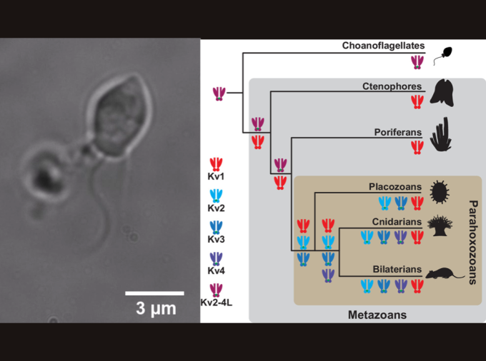 <p>A new study has rewritten the conventionally understood evolutionary history of certain proteins critical for electrical signaling in the nervous system. The study, led by Penn State researchers, appeared in the Proceedings of the National Academy of Sciences.</p>