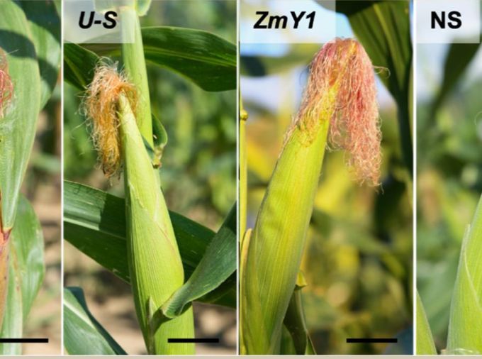 <p>The corn earworm causes the loss of more than 76,000 bushels of corn in the United States annually, and there is mounting evidence that increasingly extreme weather events and temperatures will exacerbate the damage done to agricultural output by insect pests. Responding to that threat, a team of researchers at Penn State conducted a study that demonstrated that genetic lines of corn have inherent compounds that serve as insecticides, protecting them from the larvae that feed on them.</p>