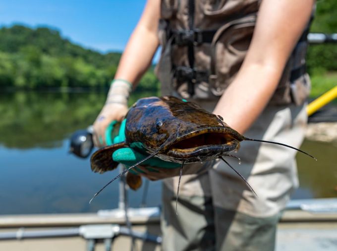 <p>Flathead catfish — native to the Mississippi River basin — were first detected in the Susquehanna River in Pennsylvania in 2002, according to the U.S. Geological Survey. In the two decades since then, the invasive species has spread throughout the river basin. The impact of the large predator on the waterway’s food webs and ecology was unknown, but now a team including researchers from Penn State is beginning to understand what Susquehanna flatheads are eating and how their presence is affecting native aquatic species in the river.</p>