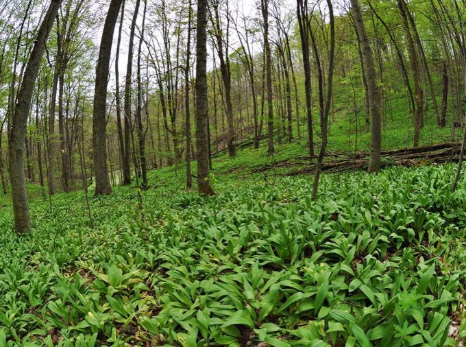 <p>Ramps, also known as wild leeks, and their unique garlic-onion flavor profile, are a popular foraged seasonal food but that demand could drive overharvesting of the native forest plant. In response to excess harvest worries, an interdisciplinary Penn State research team has studied how to grow and harvest ramps as a potential forest crop since 2017. In their latest study, published in the journal Wild, they characterized ramp habitat for the first time in Pennsylvania, offering guidance for the agroforestry practice known as forest farming. </p>