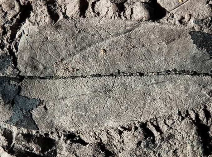 <p>For the first time, scientists have discovered fossils of a living, endangered tropical tree in Borneo, revealing that Asia’s rainforests have sheltered these ancient giants for millions of years and highlighting the need for their conservation. The team was led by researchers at Penn State.</p>