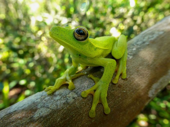 <p>Frogs have maintained a surprising number of nonvisual light-sensing proteins over evolutionary time, according to a new study led by a Penn State biologist. These proteins, called opsins, play a role in a variety of biological functions including calibration of circadian rhythm.</p>