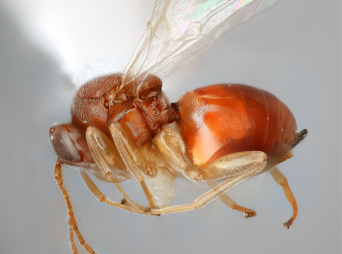 <p>Twenty-two new species of gall wasps have been identified and named for the first time, thanks to new research led by a Penn State College of Agricultural Sciences graduate student.</p>