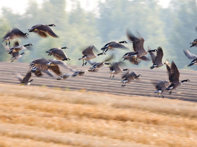 <p>New research, led by scientists at Penn State and the University of Pittsburgh and published in the journal Science Translational Medicine, indicates that immunity to a seasonal influenza virus known as pandemic H1N1 that began circulating in 2009 provides protection from severe illness from H5N1 — the strain causing the current bird flu outbreak — in a laboratory animal model.</p>
<p> </p>