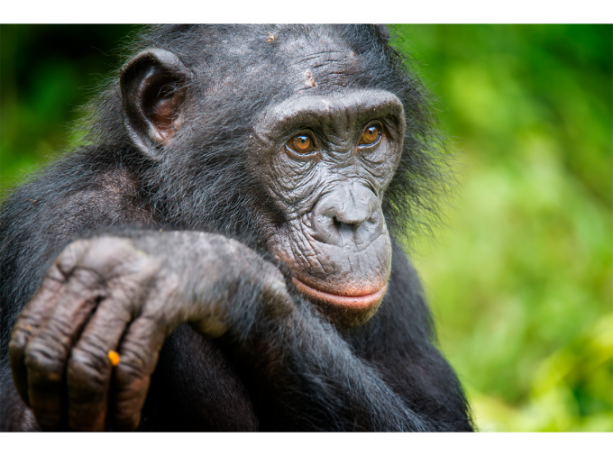 <p>Differences among the DNA of seven ape species — including humans — are greater than originally thought, according to a new study by an international team led by researchers at Penn State, the National Human Genome Research Institute (NHGRI) and the University of Washington. </p>