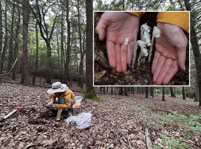 <p>Despite a long history of traditional medicinal use in the United States, the collection, consumption and efficacy of the peculiar forest plant aptly named ghost pipe, scientific name Monotropa uniflora, remains a mystery. Now, with social media and the internet driving a resurgence in the harvest and economic trade of the parasitic species — which appears strangely white because it is devoid of chlorophyl — a research team from Penn State has taken the first step toward documenting its new status.</p>