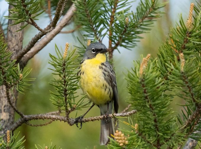 <p>The genome of a once-endangered songbird shows extensive signs of inbreeding, according to a new study by Penn State researchers. Because inbreeding can negatively impact survival and reproduction, the results could guide continuing conservation efforts for Kirtland’s warblers.</p>