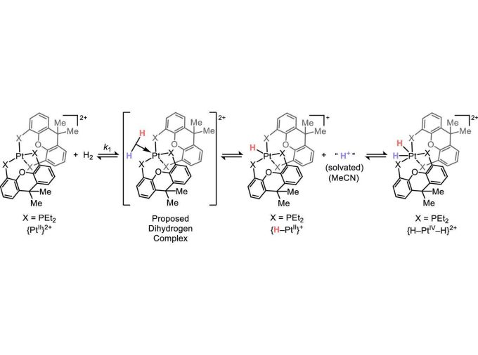 <p>Speeding up chemical reactions is key to improving industrial processes or mitigating unwanted or harmful waste. Realizing these improvements requires that chemists design around documented reaction pathways. Now, a team of Penn State researchers has found that a fundamental reaction called oxidative addition can follow a different path to achieve the same ends, raising the question of whether this new order of events has been occurring all along and potentially opening up new space for chemical design. </p>