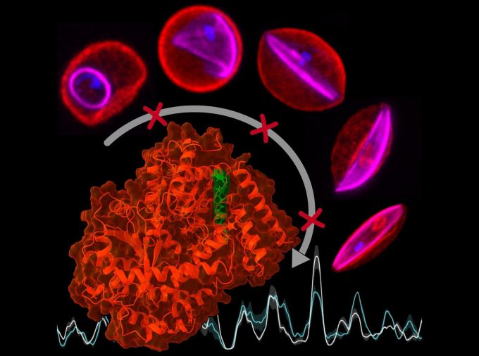 <p>A new study, by a multinational team of researchers, including Penn State scientists, has gained critical insights into these regulatory control mechanisms in Plasmodium falciparum, the deadliest of the malaria parasites. The findings provide new opportunities for the development of therapeutic approaches against a disease that affects millions of people worldwide every year, according to the research team.</p>