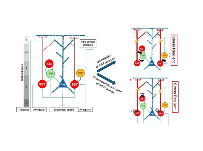 <p>New studies by researchers at Penn State show that subtle activation of a small subset of neurons in one region of the brain can make male mice resilient to, and even reverse, the detrimental effects of chronic stress and that the changes involved are highly sex-specific.</p>