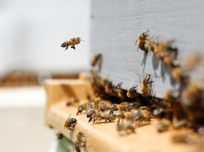 <p>Honey bees may play a role in increasing virus levels in wild bumble bees each spring, according to researchers at Penn State who analyzed seasonal trends of parasite and virus transmission in bees. </p>