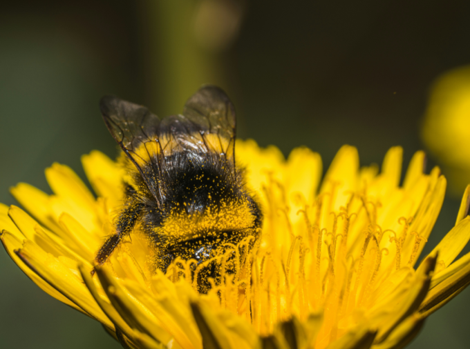 <p>Humans may not be the only species that struggles to eat the right amounts of the ideal foods. A new study led by researchers at Penn State suggests that what bumble bees choose to eat may not line up with their ideal nutritional needs.</p>