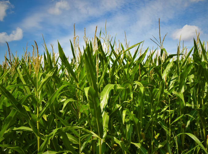 <p>Insecticides may help growers hoping to protect their crops from harmful insects, but they also may contribute to a larger amount of some weeds, according to a study led by researchers at Penn State.</p>