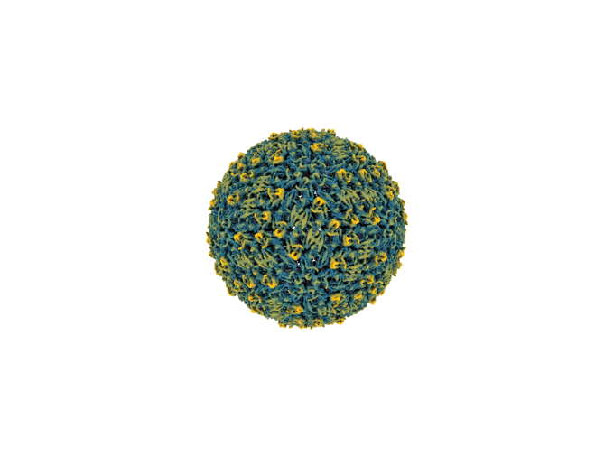 <p>Rates of the Powassan virus infections — which can cause seizures and paralysis — are increasing across North America. Researchers from Penn State, the University of Minnesota and the U.S. Department of Agriculture have built a high resolution, 3D structure of the virus for the first time, a key step for developing strategies to prevent and treat infection.</p>