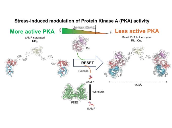 <p>The activation of Protein Kinase A (PKA) is a critical part in how the body responds to stress and starvation. Using a variety of imaging and biochemical techniques, a team of researchers from Penn State has revealed how the metabolic cycle that activates PKA resets itself between stressful events so the body is prepared to take on new challenges.</p>