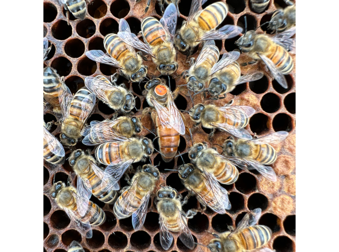 <p>Despite having identical genetic instructions, female honey bee larvae can develop into either long-lived reproductive queens or short-lived sterile workers who help rear their sisters rather than laying their own eggs. Now, an interdisciplinary team led by researchers at Penn State has uncovered the molecular mechanisms that control how the conflict between genes inherited from the father and the mother determine the larva’s fate.</p>