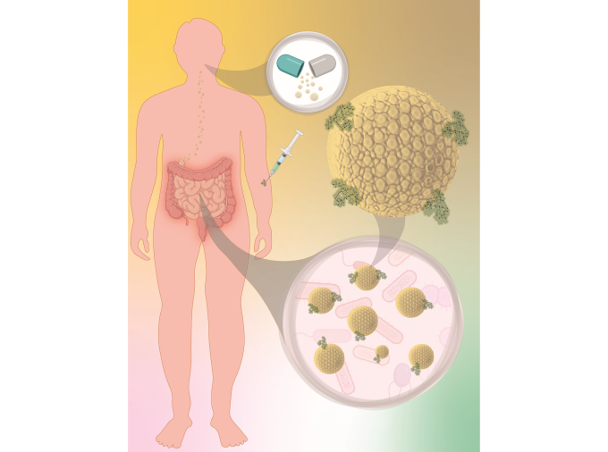 <p>Increased antibiotic use can lead, seemingly paradoxically, to more problematic infections, as the bacteria evolve to resist the treatment. The answer to this antimicrobial resistance, which the Centers for Disease Control and Prevention called “one of the world’s most urgent public health problems,” might be a medication used for kidney disease, according to a team led by researchers at Penn State.</p>