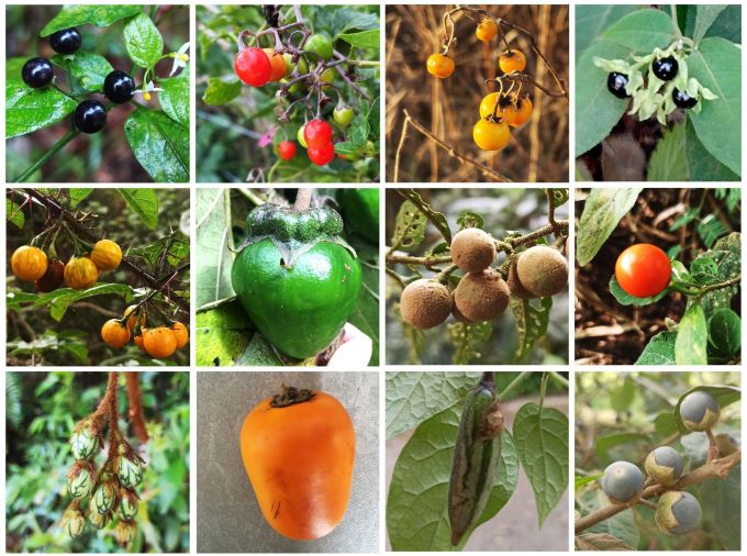 <p>A new family tree of the plant genus Solanum — which includes potatoes, tomatoes and eggplants — helps explain the striking diversity of their fruit color and size. An international team led by researchers at Penn State developed the improved tree and published the work in the journal New Phytologist. </p>