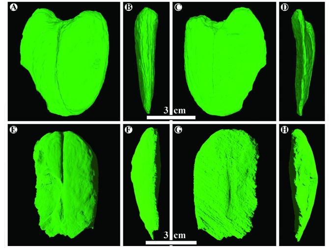 <p>Ancient fossil beans about the size of modern limes, and among the largest seeds in the fossil record, may provide new insight into the evolution of today’s diverse Southeast Asian and Australian rainforests, according to Penn State researchers who identified the plants.</p>