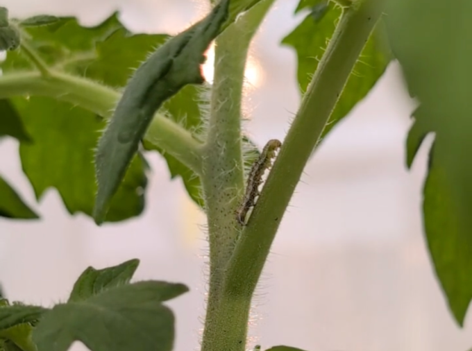 <p>Increased soil salinity can reduce damage from prominent tomato pests such as the tomato fruitworm, according to researchers at Penn State. </p>