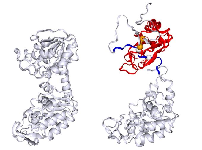 <p>A new study has described a potential mechanism that could help explain why some proteins refold in a different pattern than expected. The researchers, led by chemists at Penn State, found that a type of misfolding, in which the proteins incorrectly intertwine their segments, can occur and create a barrier to the normal folding process.</p>