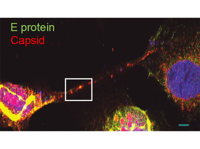 <p>A team of researchers from Penn State and Baylor College of Medicine found that the Zika virus builds tiny tunnels, called tunneling nanotubes, to stealthily transport material needed to infect nearby cells, including in placental cells — which is one way the virus transmits from mother to fetus during pregnancy. The team also demonstrated, for the first time, that one specific Zika protein is responsible for the formation of the nanotubes.</p>